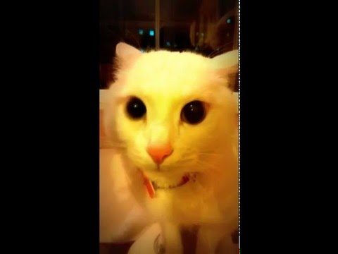 Sinirli Kedi Evcil Hayvan Sevimli Kediler Youtube