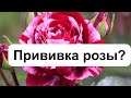 РОЗЫ 🌹. ПРИВИВКУ РОЗ  ЗГЛУБЛЯЙТЕ НЕ БОЛЬШЕ 5 СМ