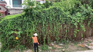 Merry Christmas cleaning motivation - The roof covered with vegetation is beautifully transformed