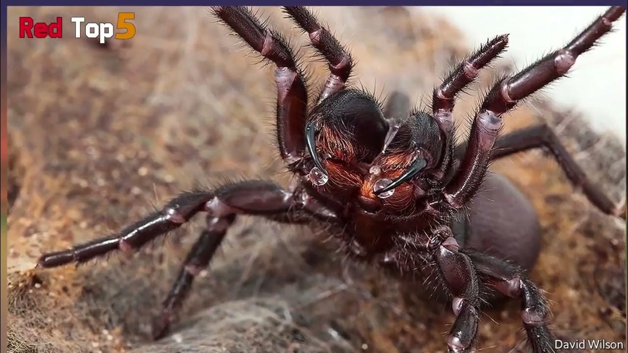 Sydney Funnel Web Spider - 160 Km radius of Sydney, Australia - With highly toxi