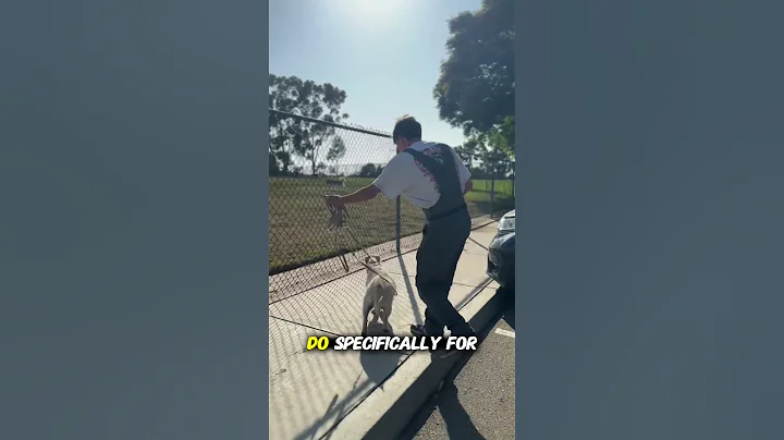 Reactive Dog? Try These Leash and Blocking Techniques