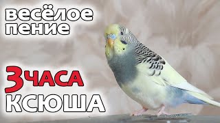 3 часа весёлого пения волнистого попугая. by Тоша-картоша 47,004 views 2 years ago 2 hours, 59 minutes
