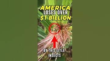 The Billion Dollar Bug BeastBloom