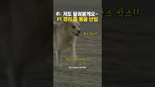 동물농장 아니고 F1 그랑프리 맞습니다 #formula1