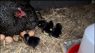 More Baby Chicks Hatch & What I Do On Wet Days