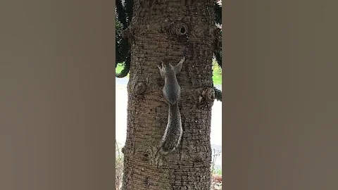 Baby Ring-necked Doves...and a Squirrel!