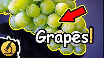 Juicy Grapes Under the Microscope
