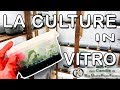 Technique de multiplication des orchides la culture in vitro