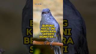 Fakta Unik Screaming Piha: Burung dengan Suara Ternyaring di Amazon#ScreamingPiha#FaktaBurung#Shorts