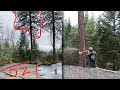 Tree Too BIG for Drop Zone? SLAM IT ANYWAY