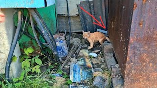 Продолжение истории котаинвалида Ластика который жил в железном контейнере | Saving a disabled cat