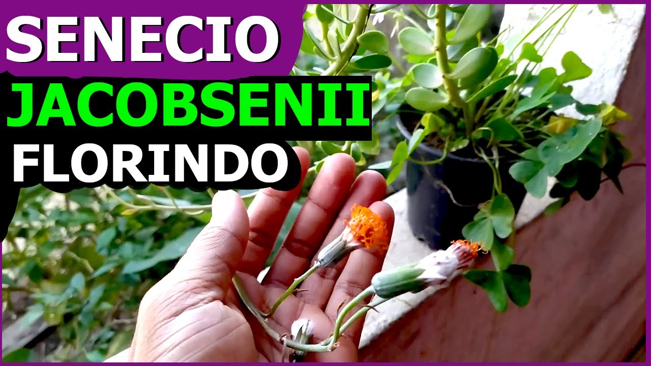 Como Fazer o SENECIO JACOBSENII dá flores | Como cuidar da suculenta bálsamo pendente