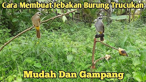 Cara membuat jebakan burung trucukan mudah dan gampang