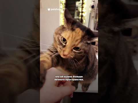 5 признаков, что ваша кошка вас не любит 😭 #котики