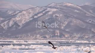 Athlete Statistics White Eagle vs Black Eagle