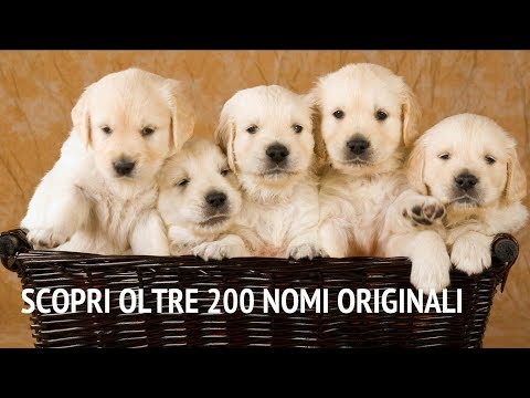 Video: Grandi nomi per cuccioli labrador