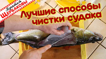 Лучшие два способа чистки и обработки судака. Братская кухня