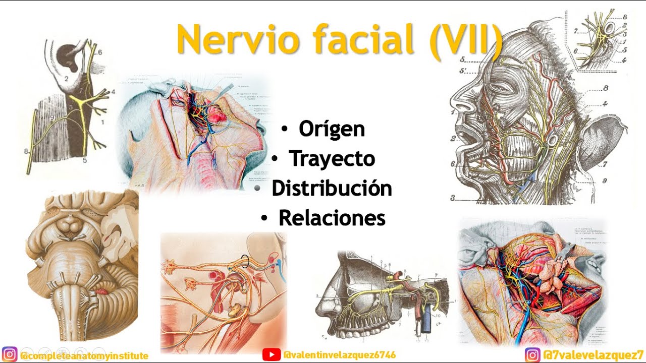 NERVIO FACIAL (VII) - Orígen real, orígen aparente, trayecto