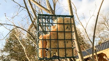 tutorial homemade suet for all types of birds
