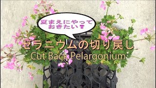 夏前にやっておきたい!!ゼラニウムの切り戻し Cut Back Pelargonium!!