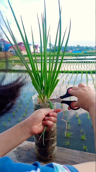 Harvest Scallions in Plastic Bottles