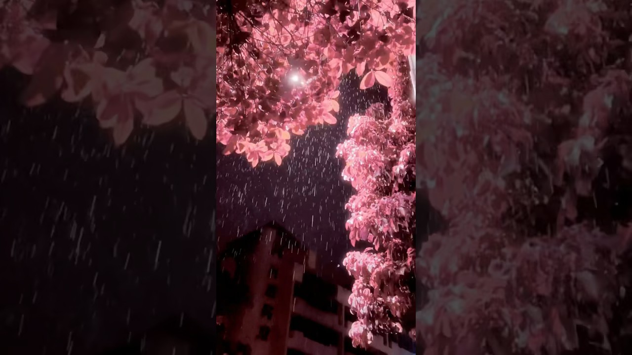 Pink Perfection: Cherry Blossom in the Rain ✨🌸
