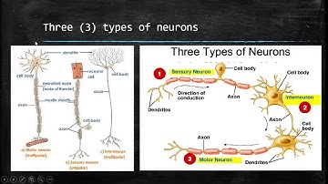 Life Sciences: Responding To The Environment - Human Nervous System - Grade 12