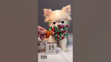 Chihuahua Cedric Opens Advent Calendar | Day 15 #shorts