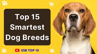 Top 15 Smartest Dog Breeds | ESB Top 10 #dogbreeds #smartdogs