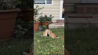 Adorable Kitties Playing Funny Video #kitten #cat #cute #kitty #viral #shorts