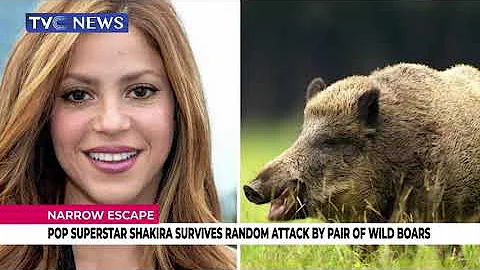 Pop Star, Shakira Survives Random Attack By Pair Of Wild Boars