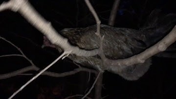 Chicken Sleeping in a Tree