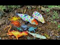 Find koi and tilapia fish in mountain water, lobster, starfish, gecko, octopus, catfish - Part265