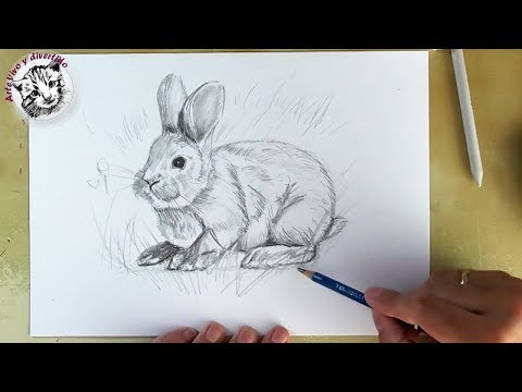 Video: Cómo Dibujar Un Conejo Con Un Lápiz