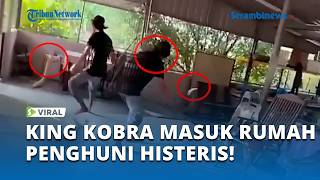 Download Lagu Viral! King Cobra Masuk Rumah Warga di Kedah, Penghuni Teriak Histeris MP3
