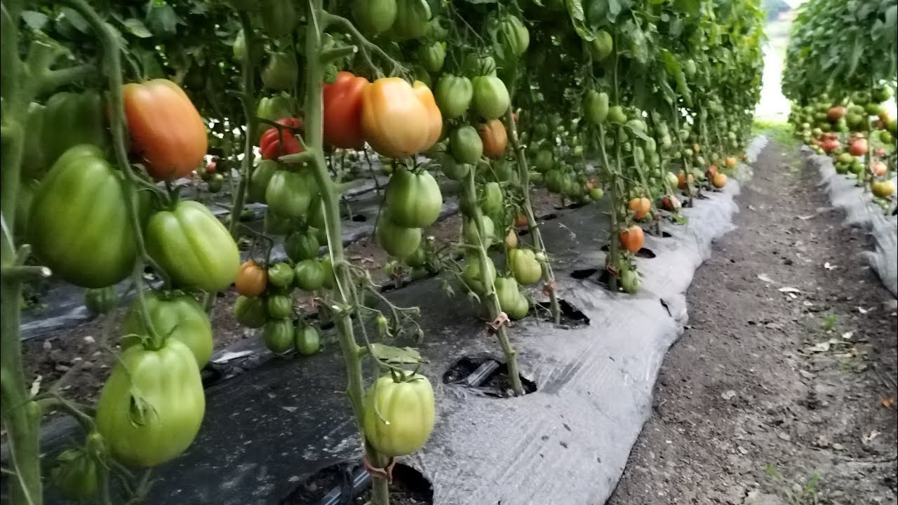Cultura de roșii la cea de-a doua defoliere.
