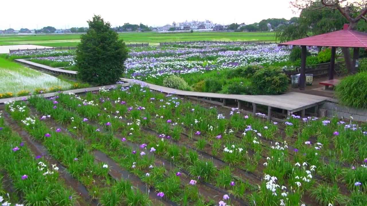 旧菖蒲町の菖蒲 ラベンダー ラジコンヘリ空撮映像 Youtube