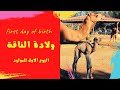 ولادة الناقة  مطرة / اول يوم للمولود الجديد ( سبحان الله) / الفيديو كامل