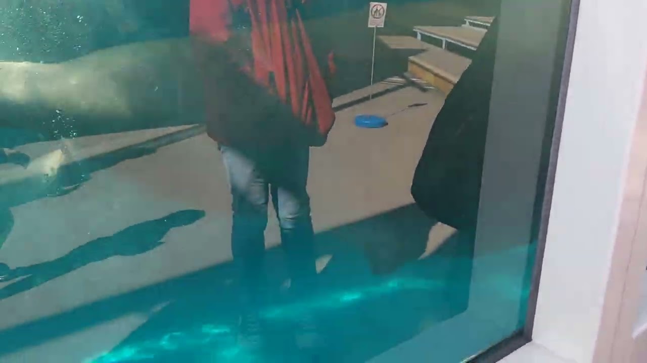 鳥羽水族館のセイウチです✌️とてもカッコよかったです😊#鳥羽水族館 #セイウチ 