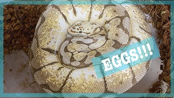 PULLING BALL PYTHON EGGS | Clutch #3 of 2020 | Ball Python Breeding | Snake Eggs