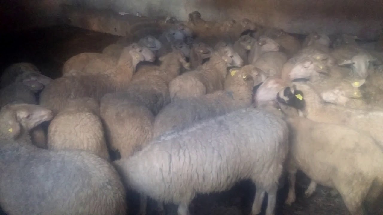 satilik kuzu damizlik kutahya ulukoy koyunde youtube