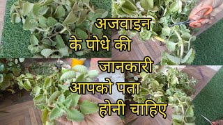 अजवाइन के पोधे  ? ki कटिंग कैसे लगायें / Ajwain plant  care ,uses and benefits/herbsforhealth