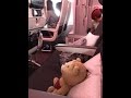 【感動実話】機内で隣の空席にテッドを座らせてみたところ…CAさんのまさかの神対応