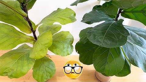 Yellow Leaves? How I Saved My Fiddle-Leaf Fig