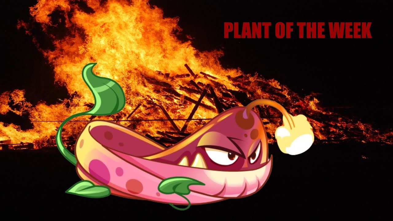 2026 Plant of the Week: Pyre Vine