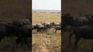 Great Migration in Full Swing as Wildebeest Charge Across Masai Mara River
