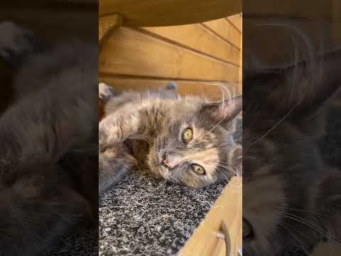 Relax nel dehors della piccola Mendy 🐈⬛#relax#mainecoon #catlover #Gatti