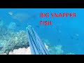 spearfishing Snapper/Sweetlips/Barracuda