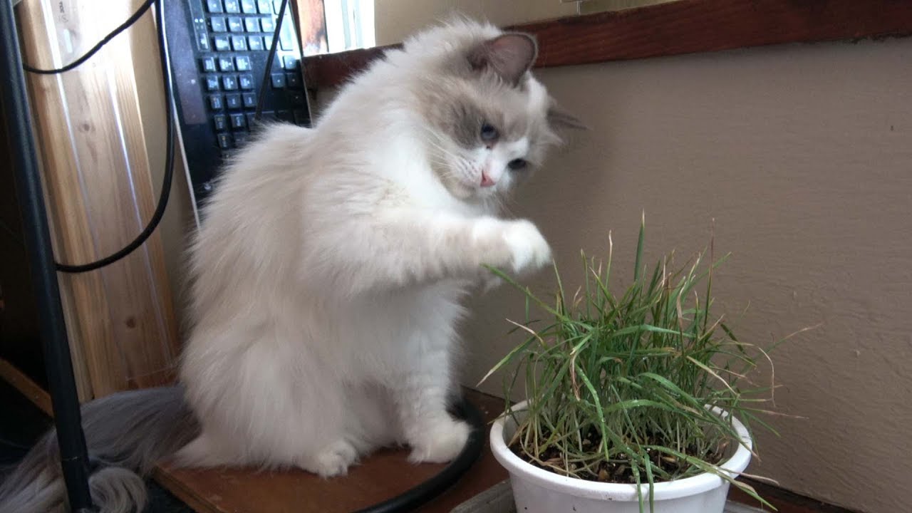 もふもふの可愛い手で猫草をチョイチョイ ラグドール猫 Ragdoll Cat Ruu 353 Soft Touch To Cat Grass By A Fluffy Paw Youtube もふもふの可愛い手で猫草をチョイチョイ ラグドール猫 Ragdoll Cat Ruu 353 Soft Touch To Cat Grass By A Fluffy Paw Youtube