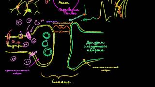 Межнейронные химические синапсы(Neuronal synapses (chemical), 2014-10-29T11:39:09.000Z)